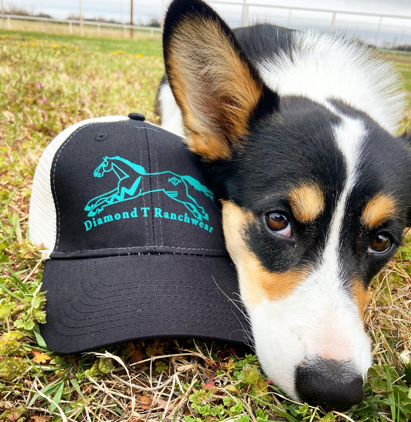 DTR Ball Cap